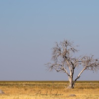 Savanne et arbre mort