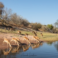 Impala se désaltérant