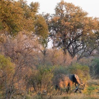 Eléphant d'Afrique au coucher de soleil