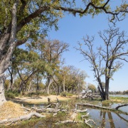 Paysage du delta de l'Okavango et ses nombreux arbres morts
