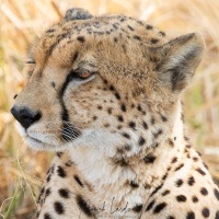 Guépard: portrait