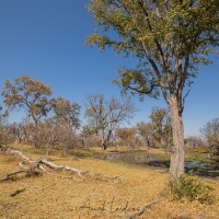 Paysage du delta de l'Okavango