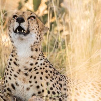 Guépard: un mouvement suspect dans l'arbre?