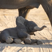 Eléphant d'Afrique: bébé se relevant de son bain de poussière