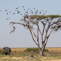 Eléphant d'Afrique et choucadors s'envolant