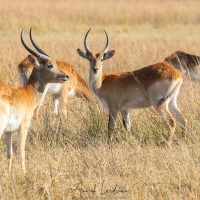 Cobe lechwe