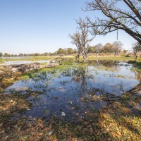 Paysage du delta de l'Okavango