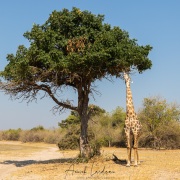 Giraffe: pas de danger qu'une autre espèce lui vole son repas