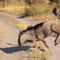 Gnou bleu traversant la route: pas de panique nous sommes arrêté!