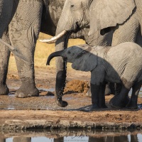 Eléphant d'Afrique venant s'abreuver