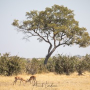 impala: joutes entre mâles