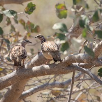 Francolin huppé