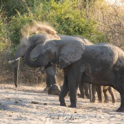 Eléphant d'Afrique: après la boue, le bain de poussière