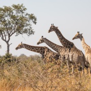 Giraffe: Qu'à donc vu ce quatuor?