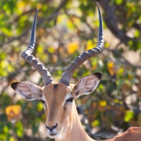 impala: portrait d'un mâle