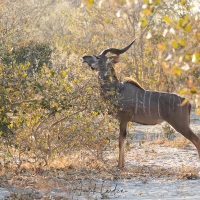 Grand kudu