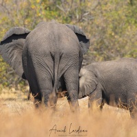 Eléphant d'Afrique