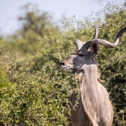 Grand kudu: mâle