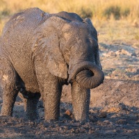 Eléphant d'Afrique: après le bain de boue