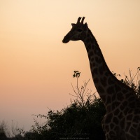 Giraffe au coucher de soleil