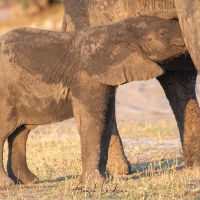 Eléphant d'Afrique: la tétée