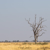 Savanne et arbre mort