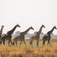 Giraffe: en groupe c'est plus sûr