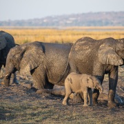 Eléphant d'Afrique: trop petit pour descendre dans le trou de boue