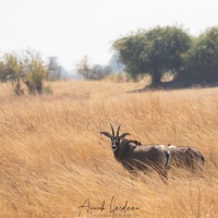 Antilope roanne