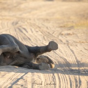 Eléphant d'Afrique: bébé prenant son bain de poussière