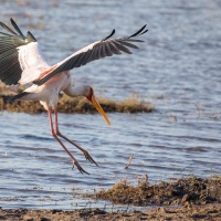 iIbis Tantale à l'atrrissage