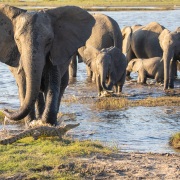 Eléphant d'Afrique: la chasse au crocodile