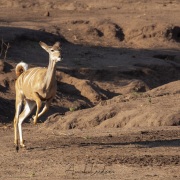 Grand kudu: jeune dans sa minute de folie se prenant pour un kangourou