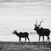 Grand kudu: couple au bord de l'eau