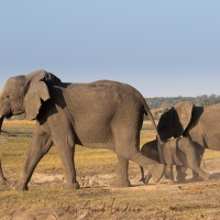 Eléphant d'Afrique: femelle et ses jeunes en route pour le bain du soir