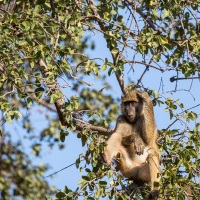 Babouin chacma: pensée intensive?