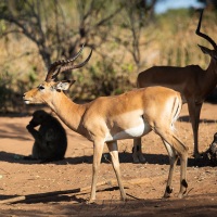 impala et babouin