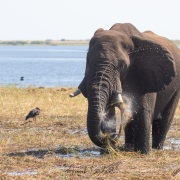 Eléphant d'Afrique: lavage du repas avant ingestion