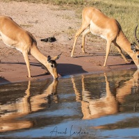 Impala se désaltérant