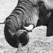 Eléphant d'Afrique et son repas
