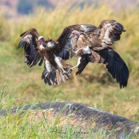 Vautour africain: bagarre au-dessus d'une carcasse d'hyppopotame