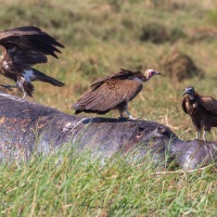 Vautour africain sur une carcasse de'hyppopotame