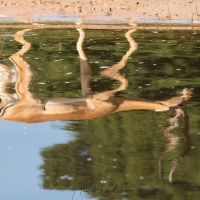 Impala mâle en reflet