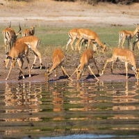Impala se désaltérant