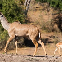 Grand kudu femelle et impala
