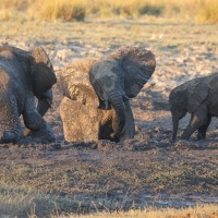 Eléphant d'Afrique: bain de boue en groupe