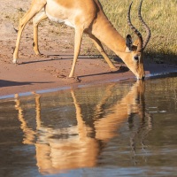 Impala se désaltérant