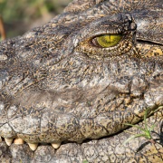 Crocodile: détail de la tête