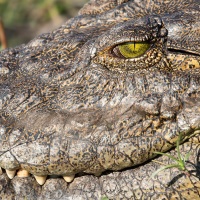 Crocodile: détail de la tête