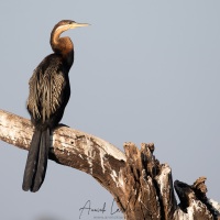 Anhinga d'Afrique